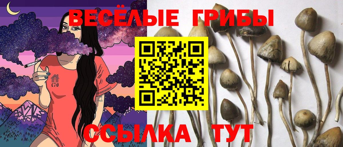 Псилоцибиновые грибы мицелий Горячий Ключ